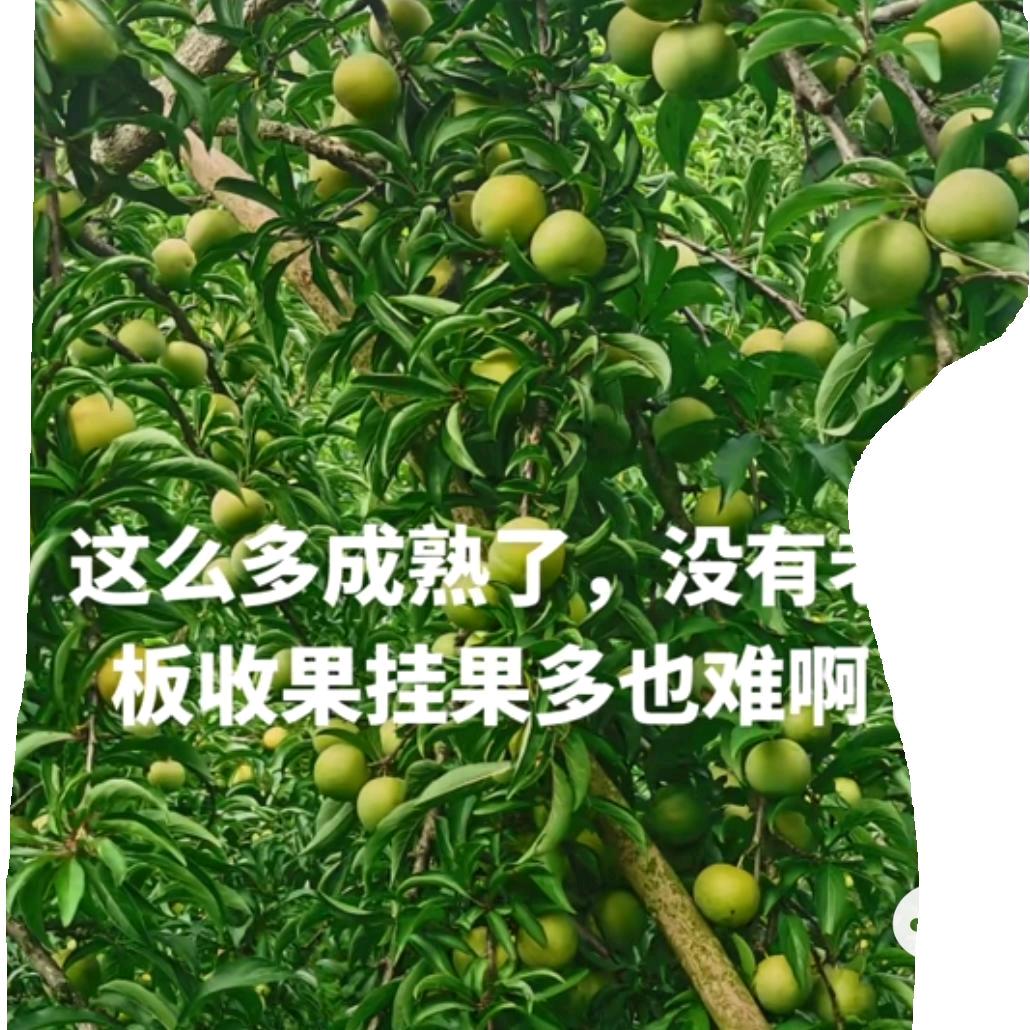 罗甸黔兴蜂糖李技术培训服务