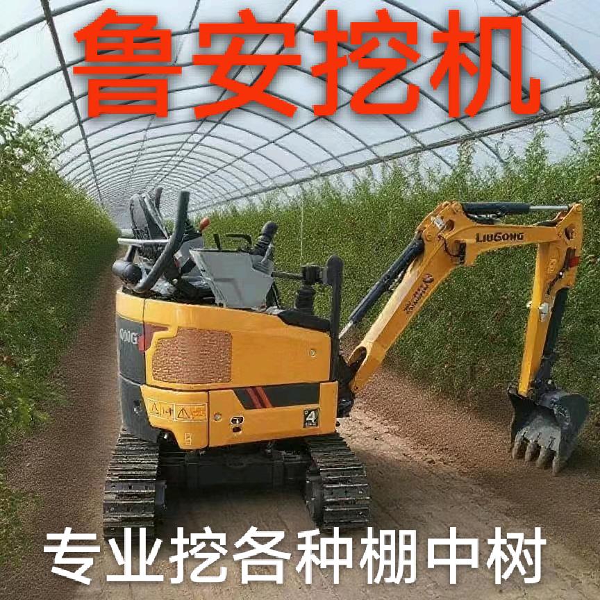 黄河滩冬枣苗基地