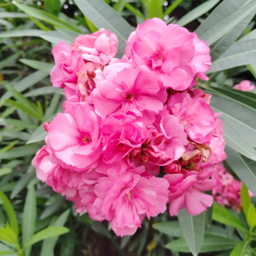 💅小🧚‍♀️玲🍓子🍎🍎