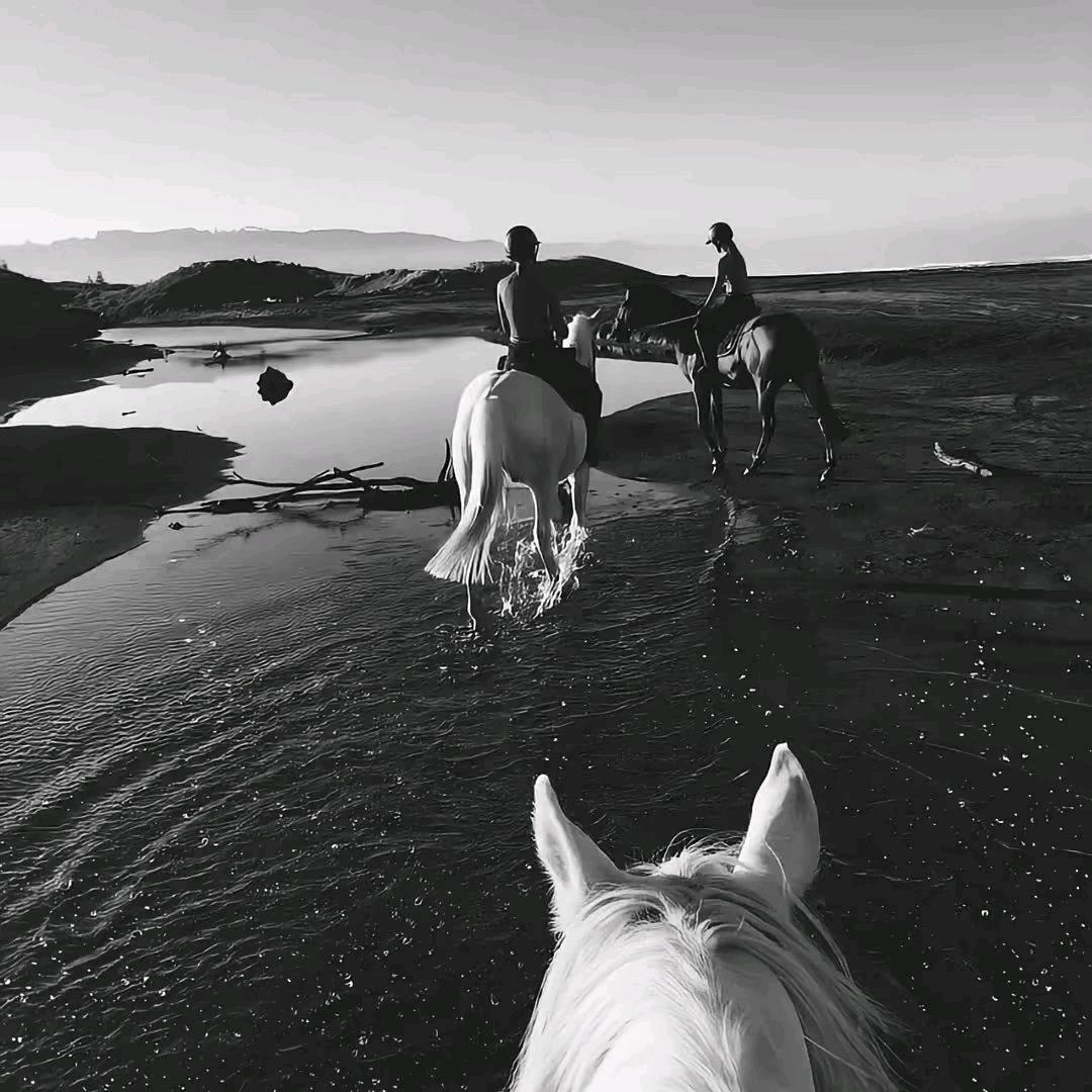 忧郁的东南亚🐝