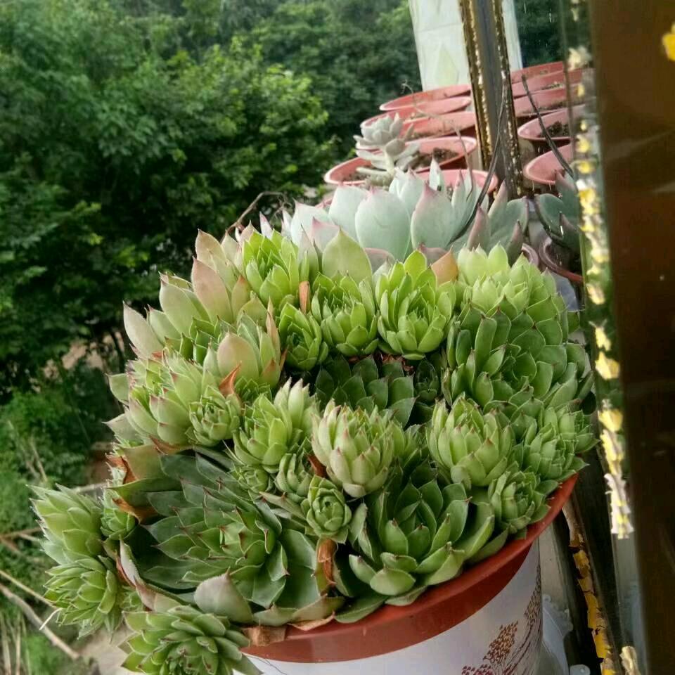 陈姐（1）