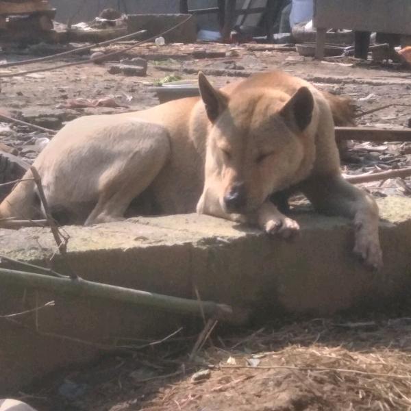 中华田园猎犬（涛哥）