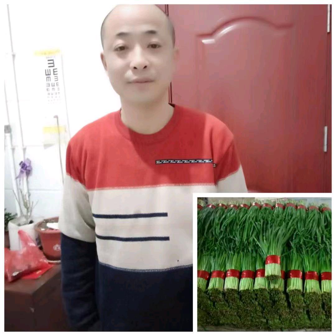 专业代收韭菜老袁