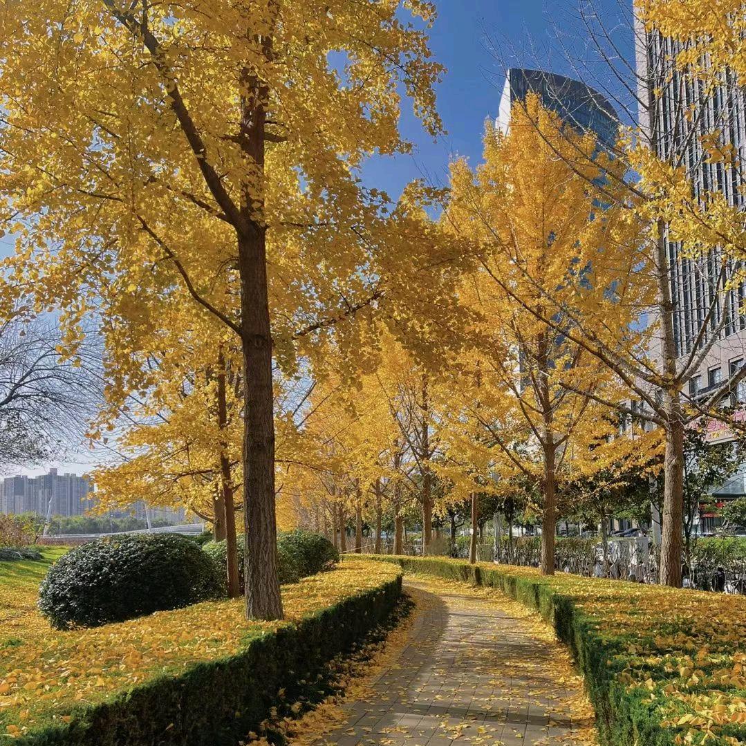 এ᭄浅笑不语꧔ꦿ᭄