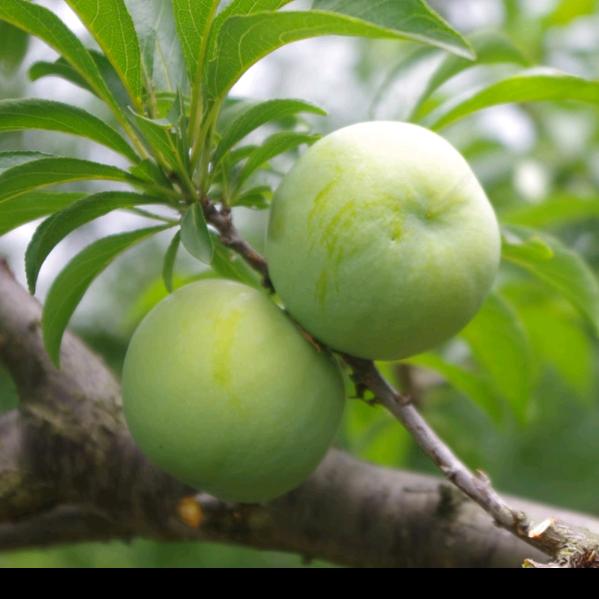 紫香园（农品优选）