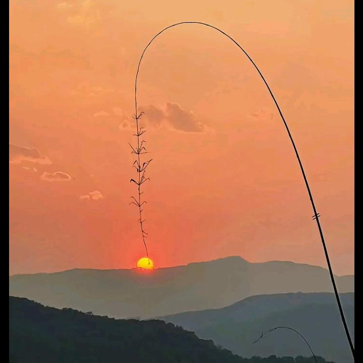 薯光芋
