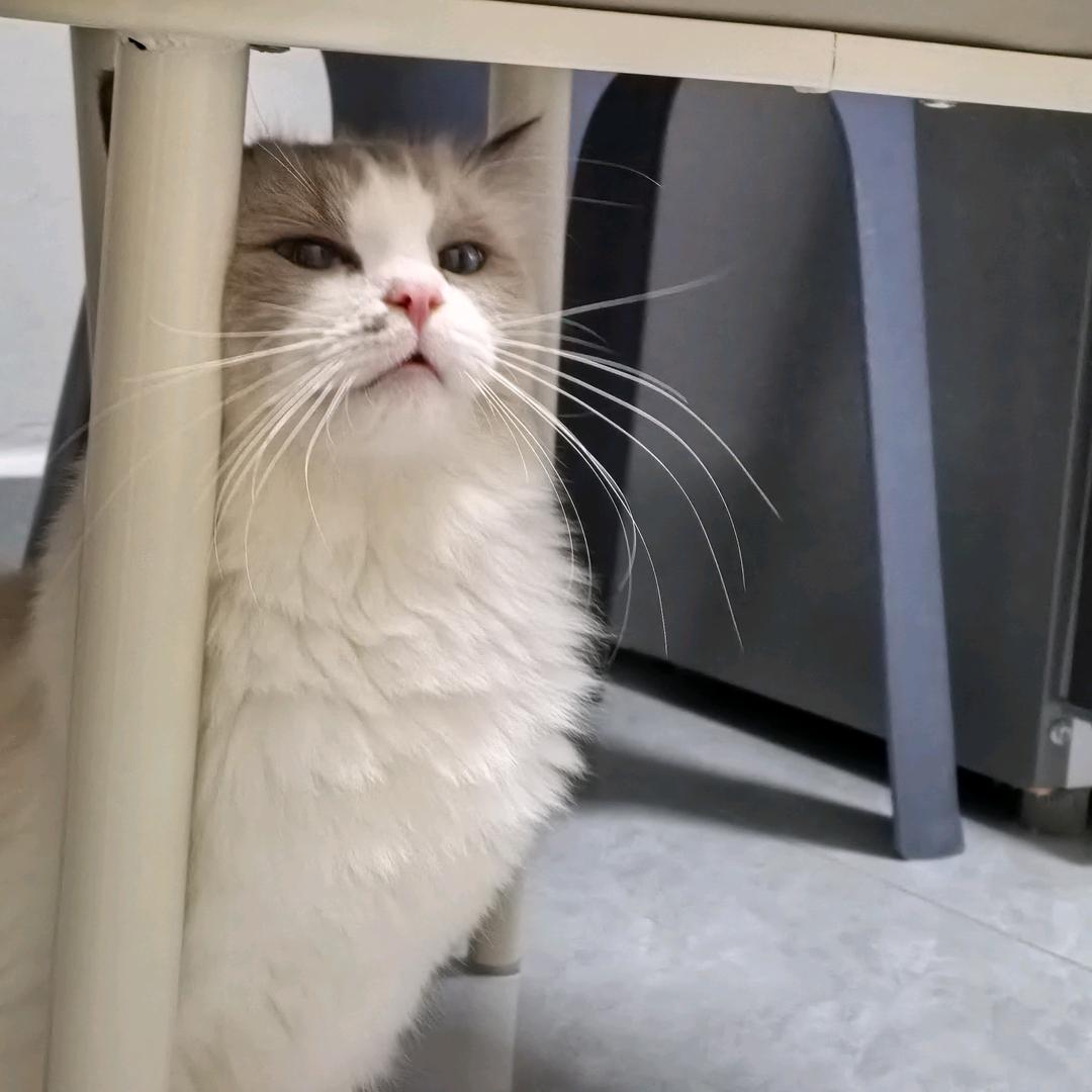 兜兜是只😸💤