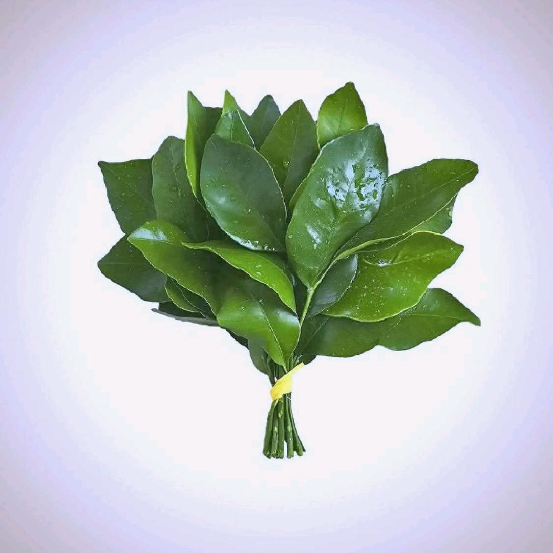 渔夫头像