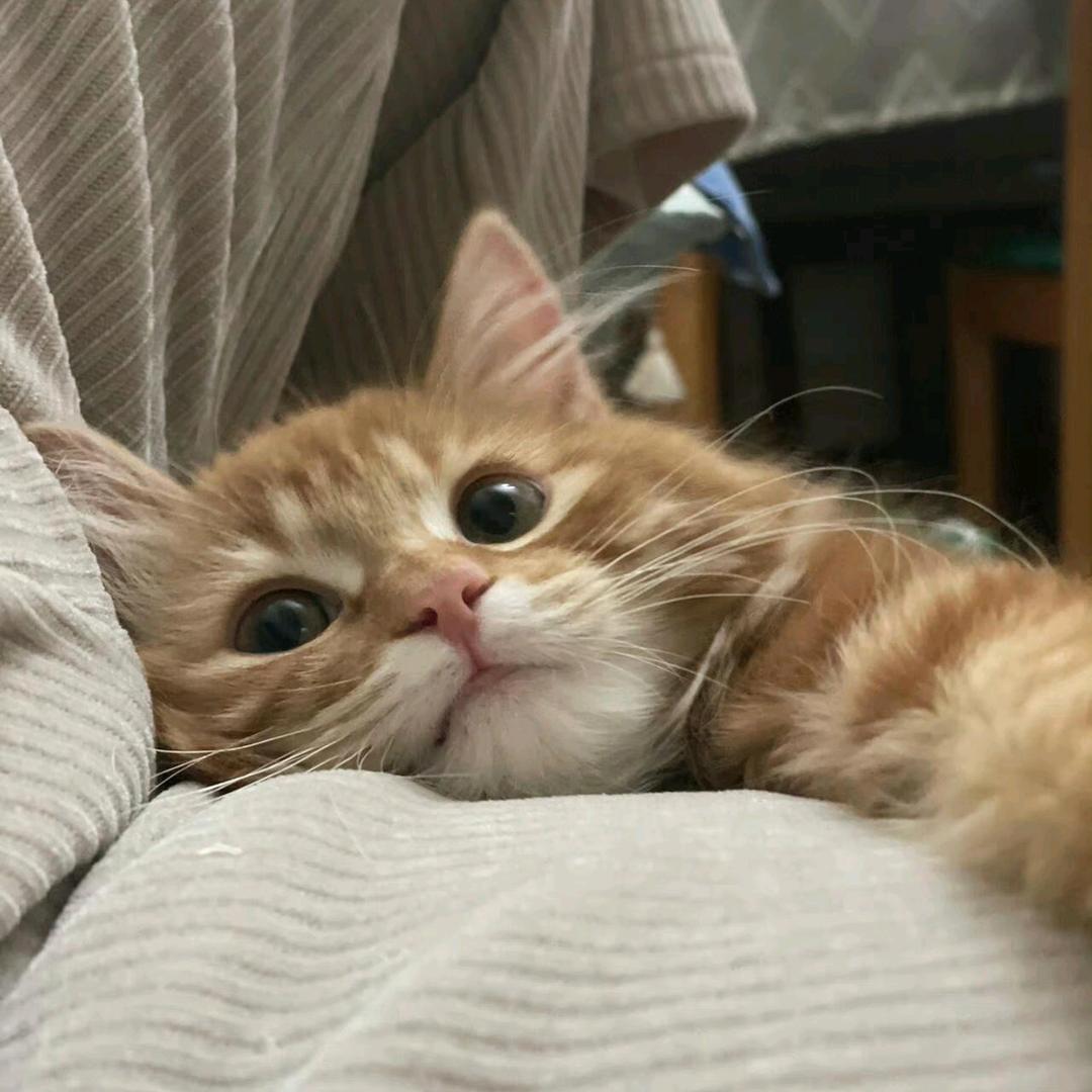 一只_猫