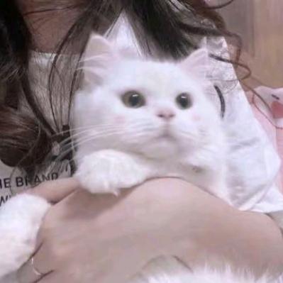 愛调零