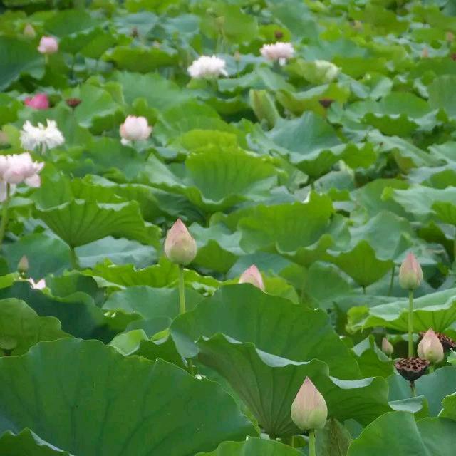 连云港影视娱乐文化传媒