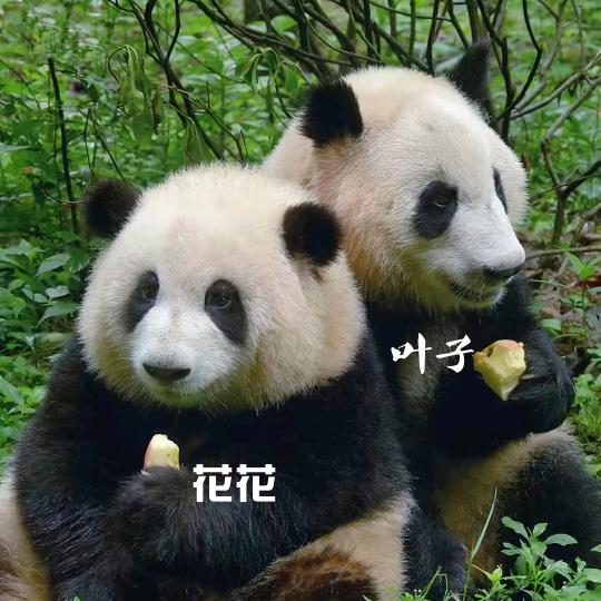 花花——果耐