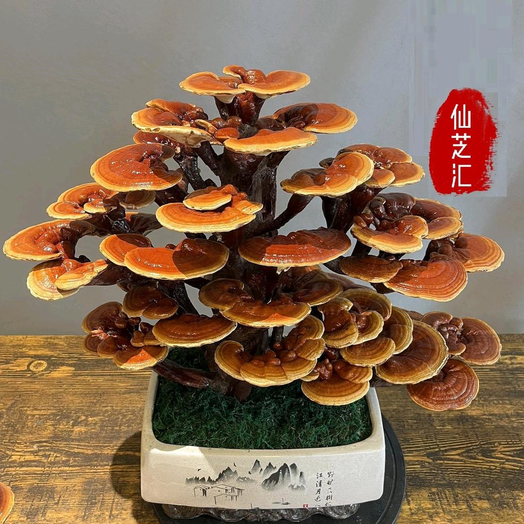 仙芝汇灵芝基地