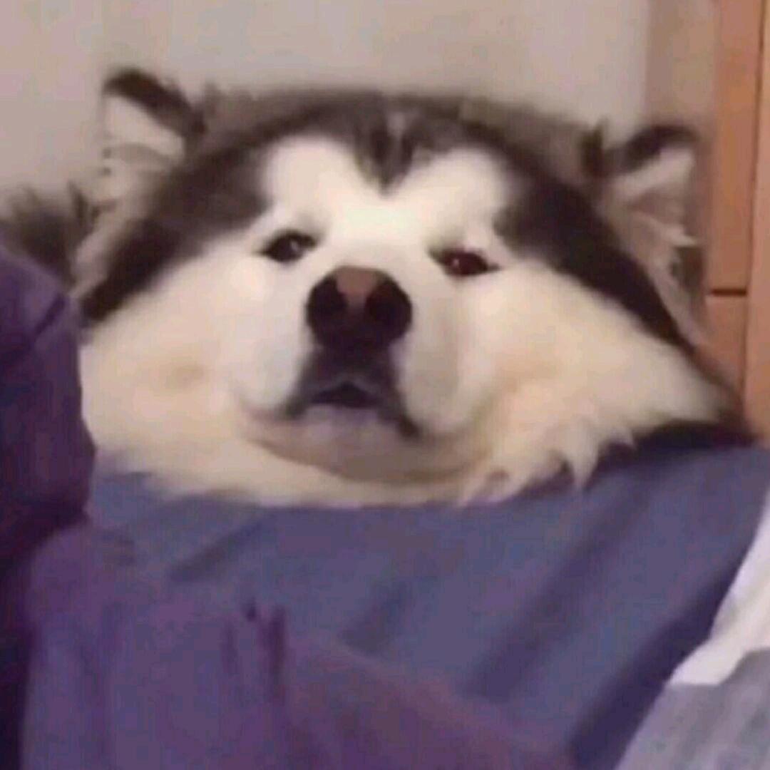 阳🇨🇳