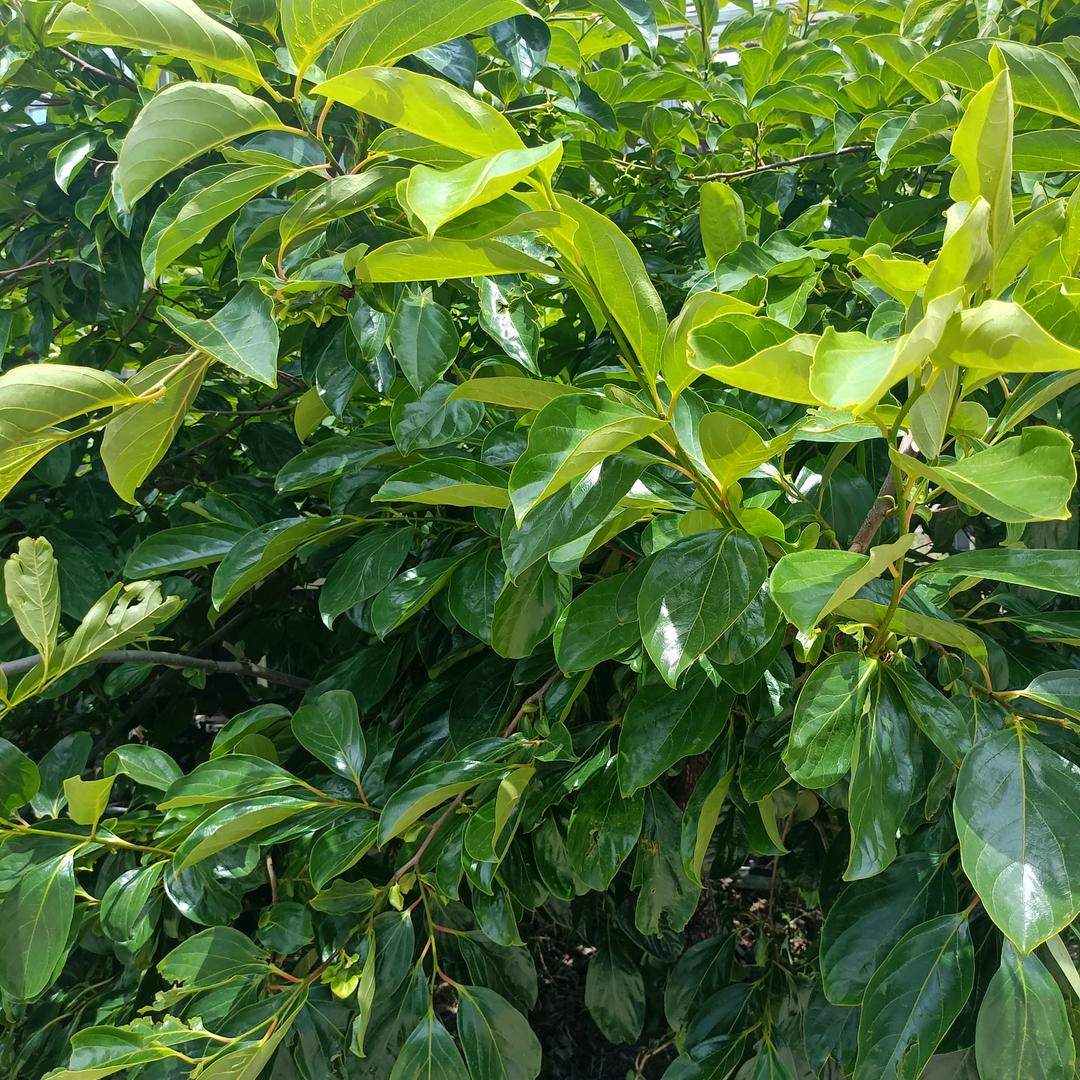 🎉幸福长(≧◡≦)💕刘💞