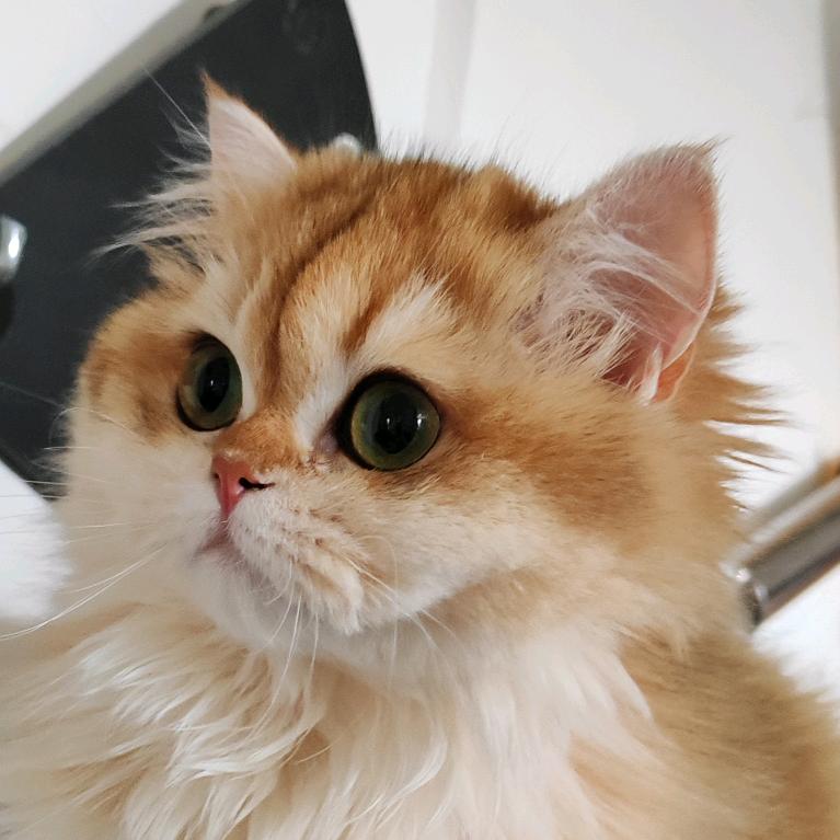 全仕名猫直播1号