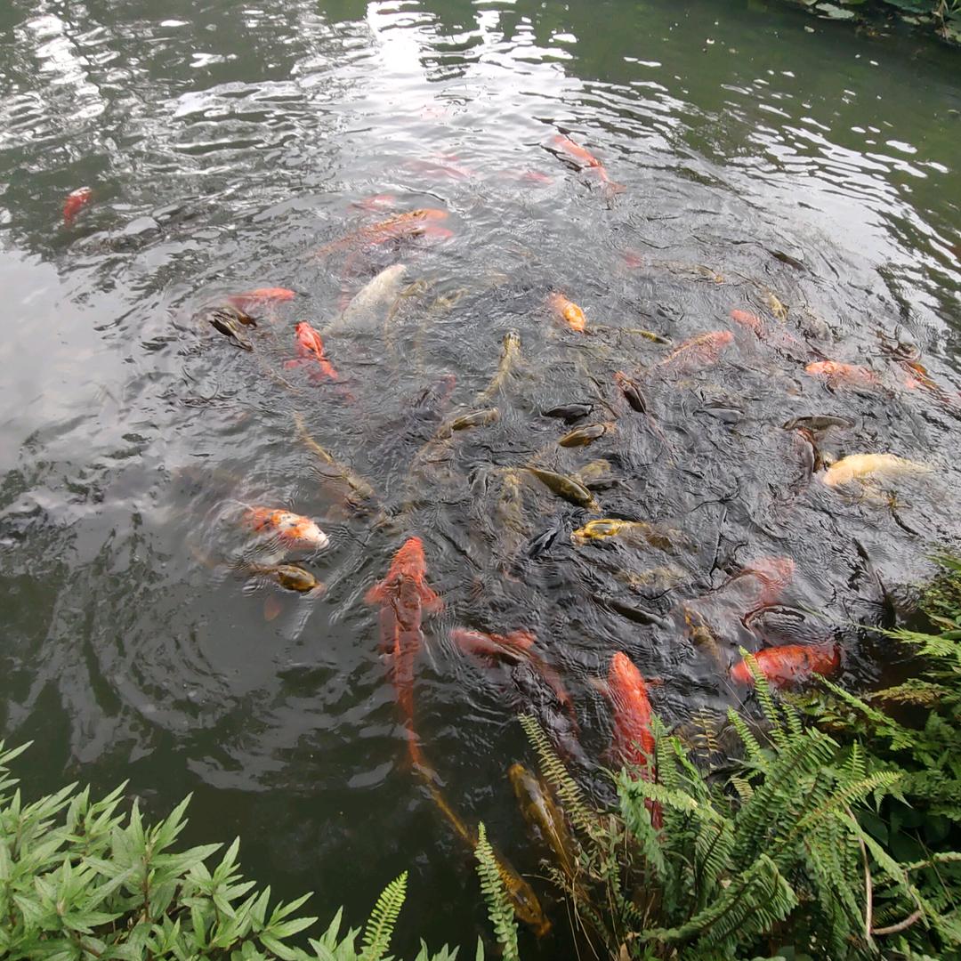 菲菲