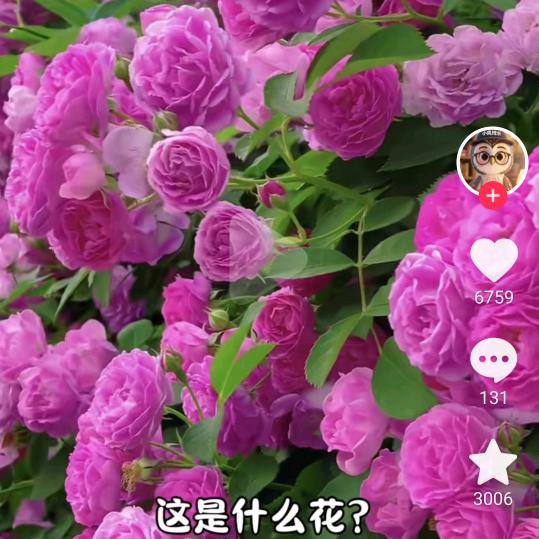 李