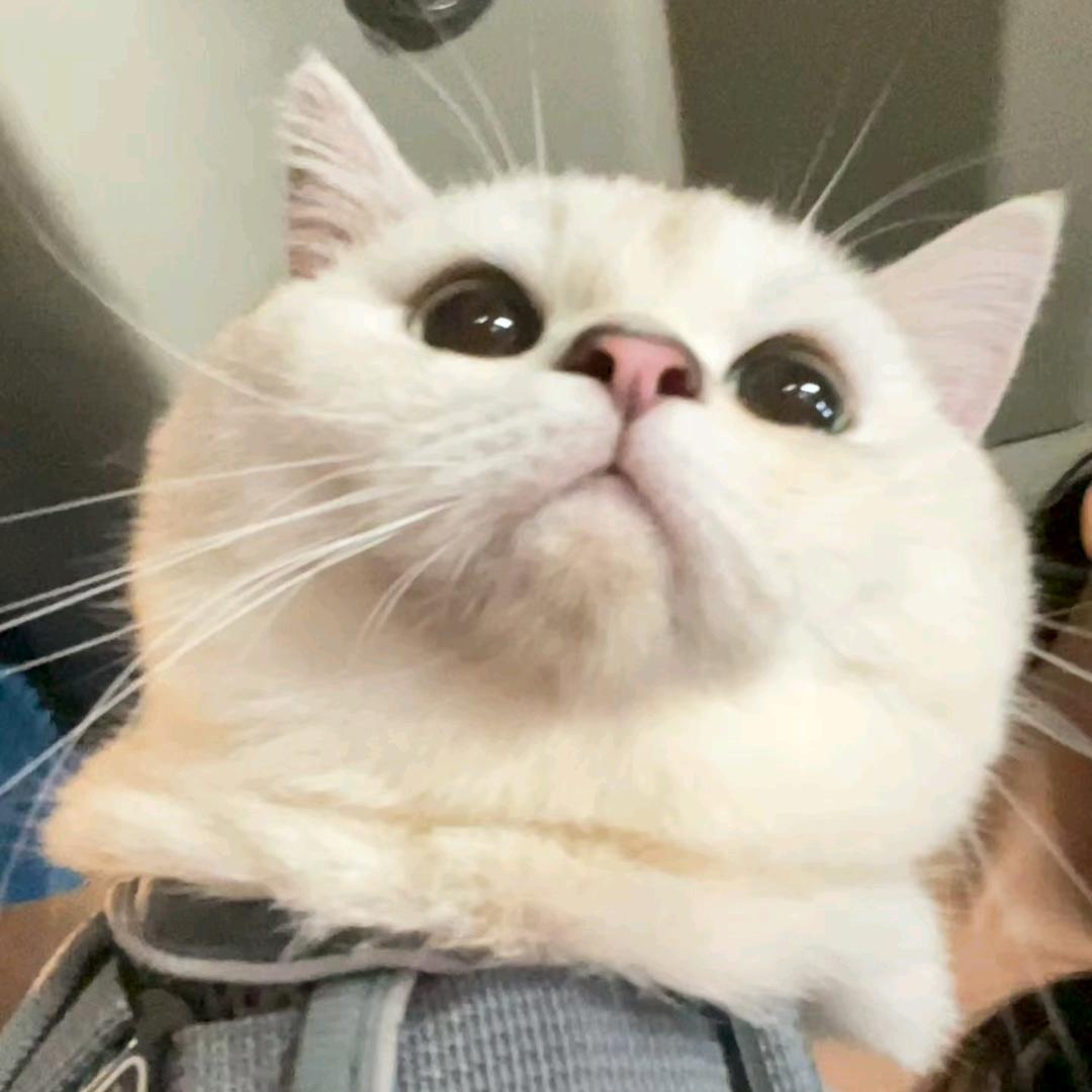 猫猫大王（戒烟版）