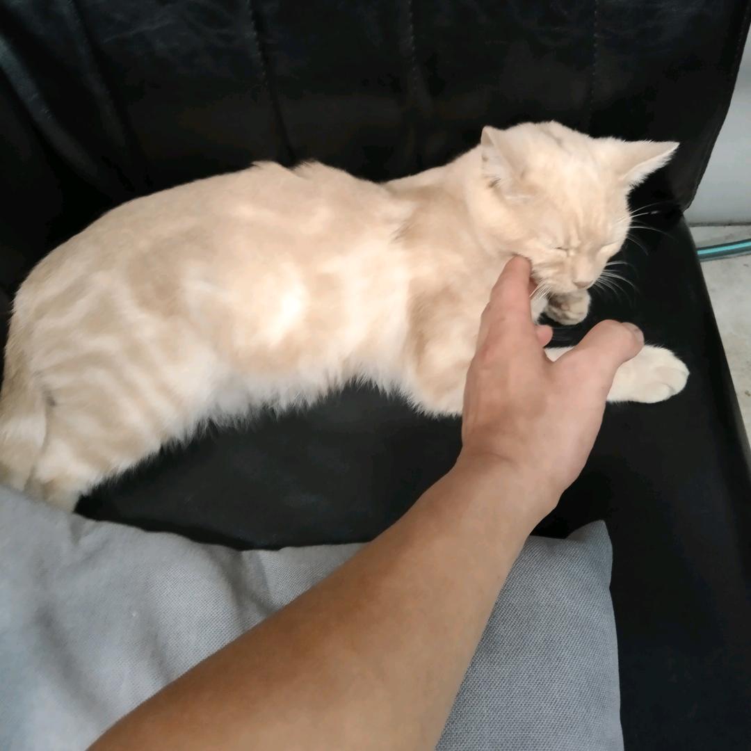 汪小芳