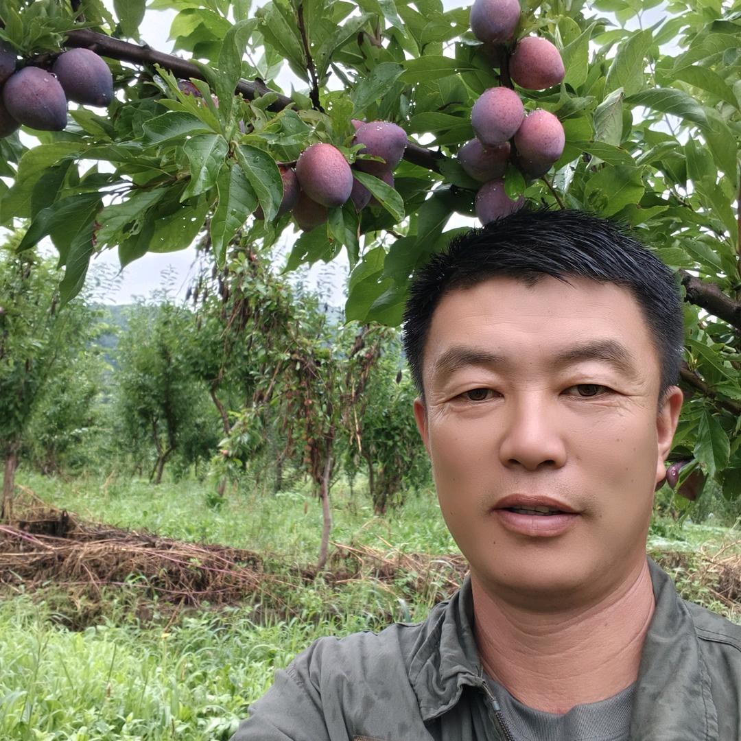 开心李子哥