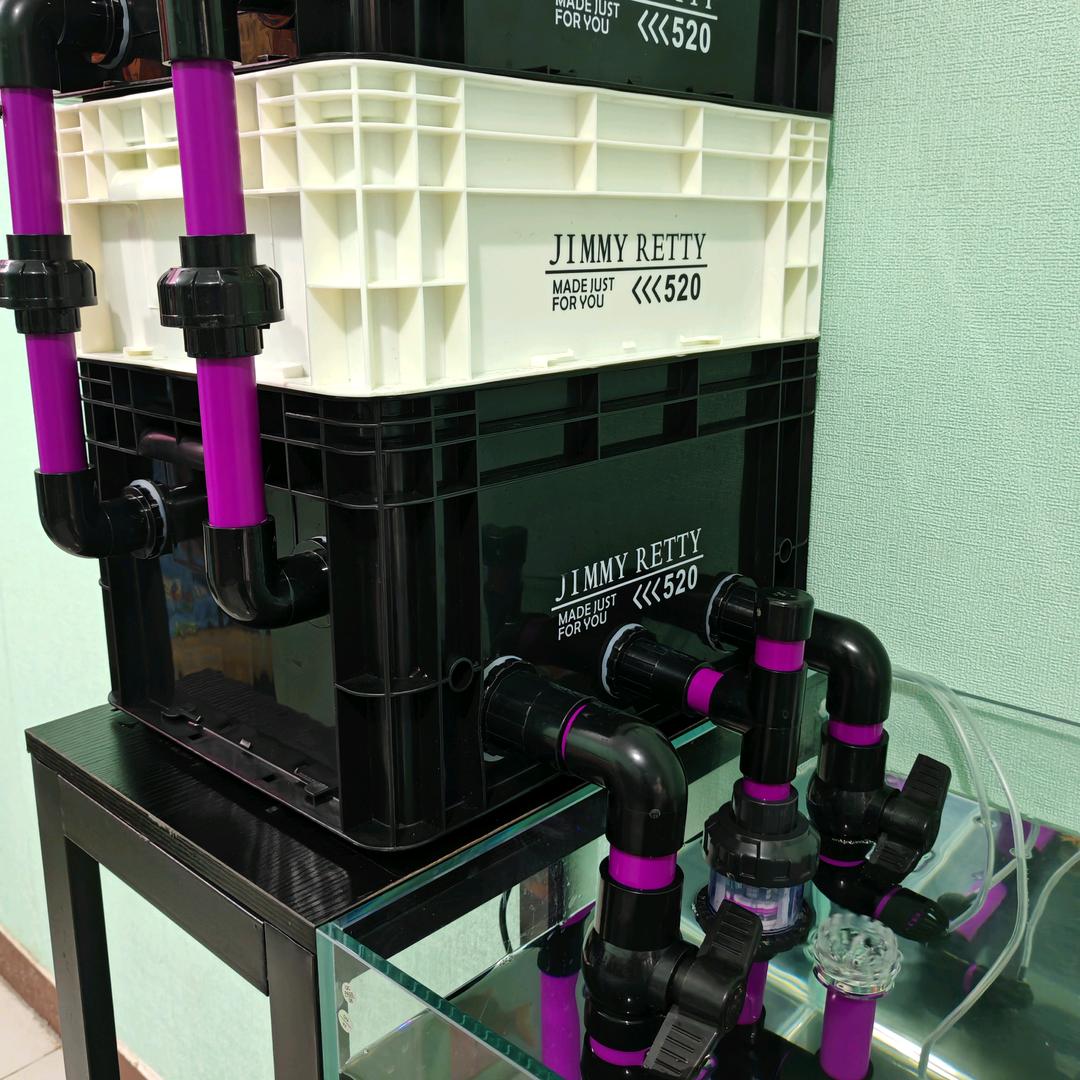 鱼百万的蝴蝶鲤