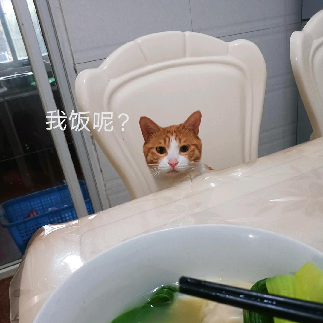 村霸橘子🐈