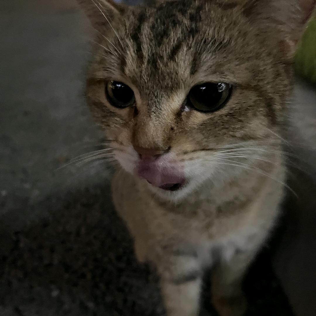 🍚😽不吃饭