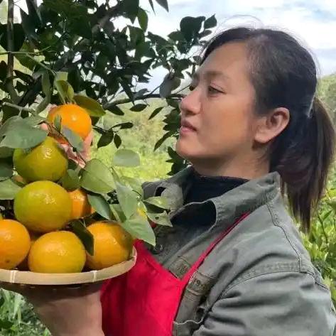 燕子农业