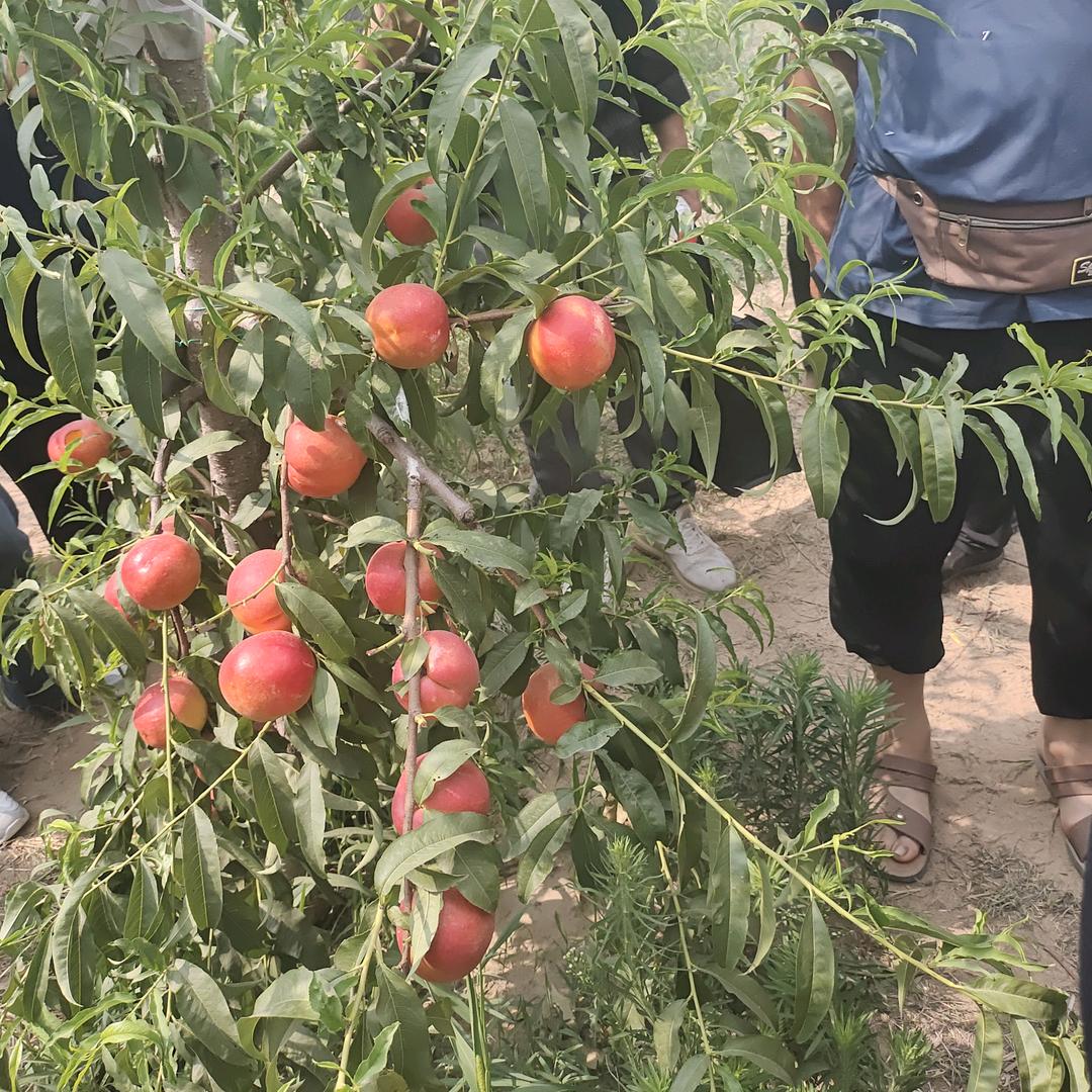 荷叶茶（冬瓜）