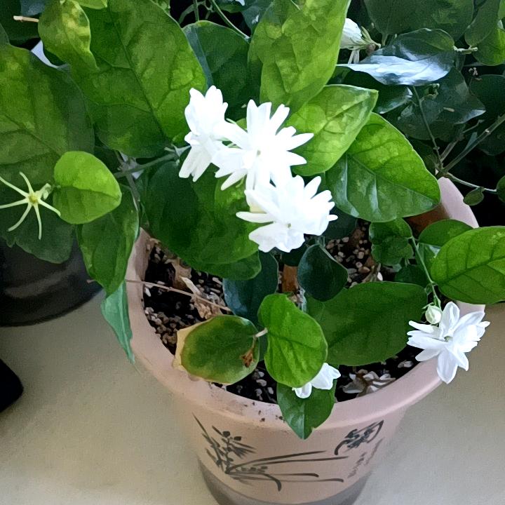 沐然
