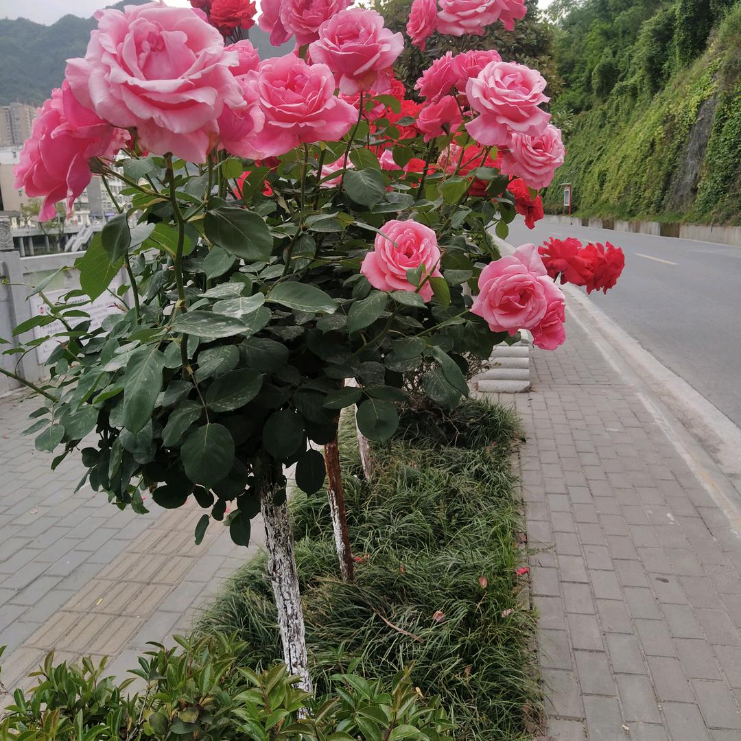 我心好累