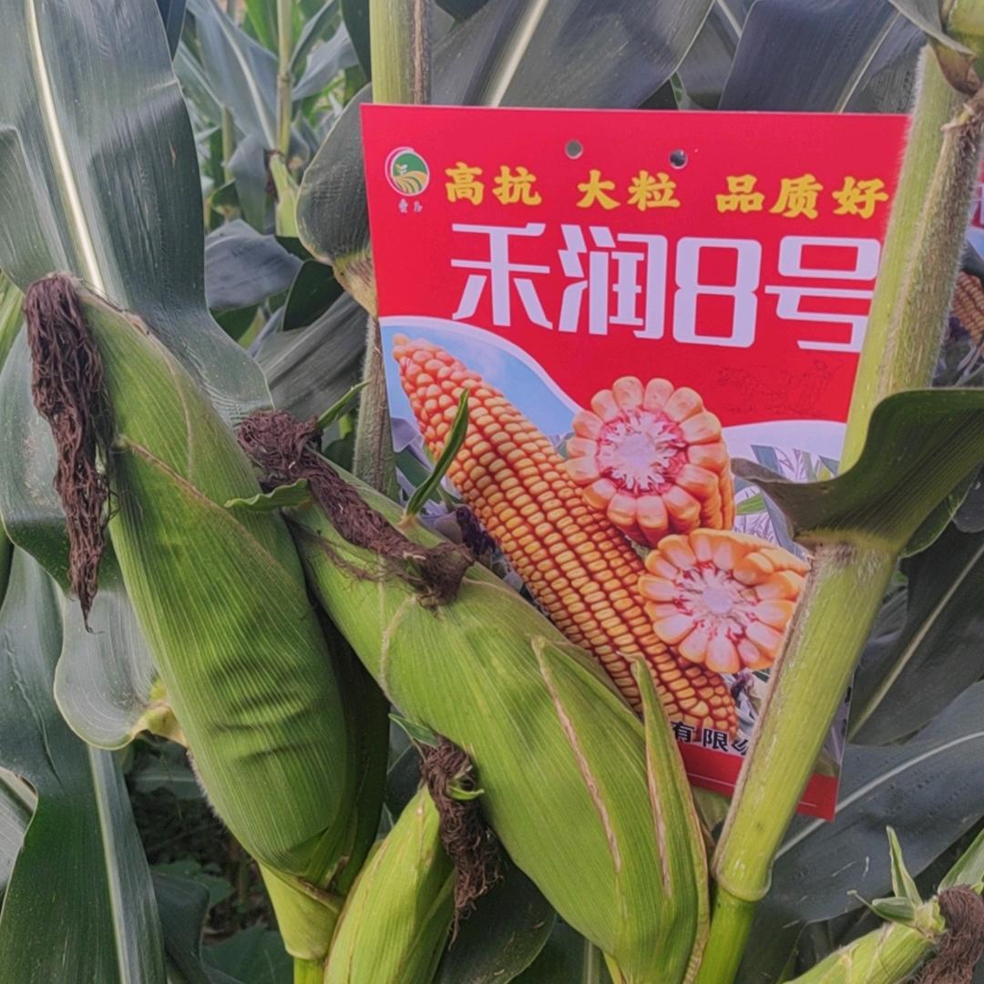 偏山方老大