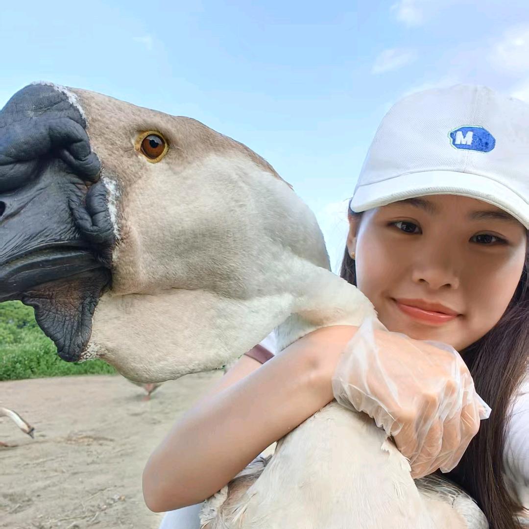 卖鹅仔的大姑娘
