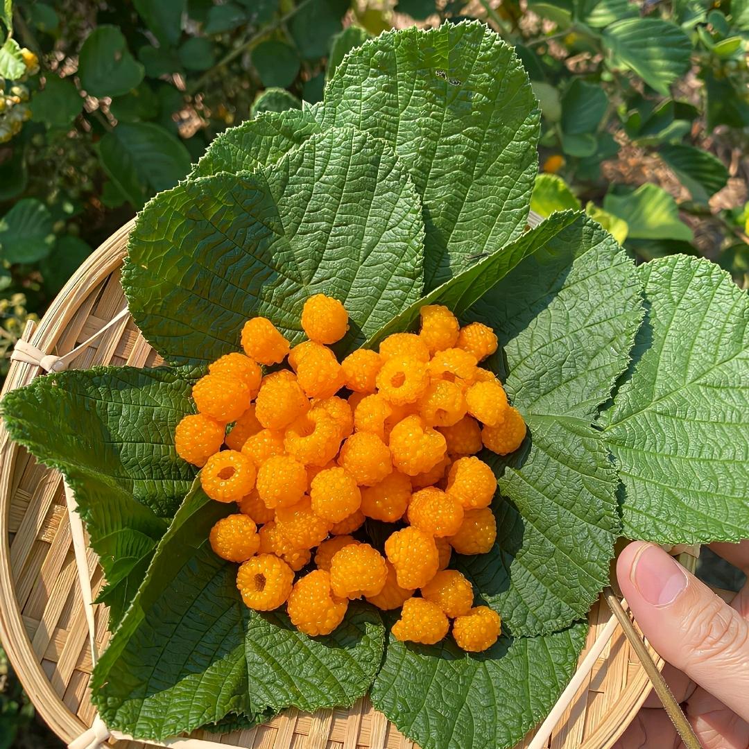 农情食刻