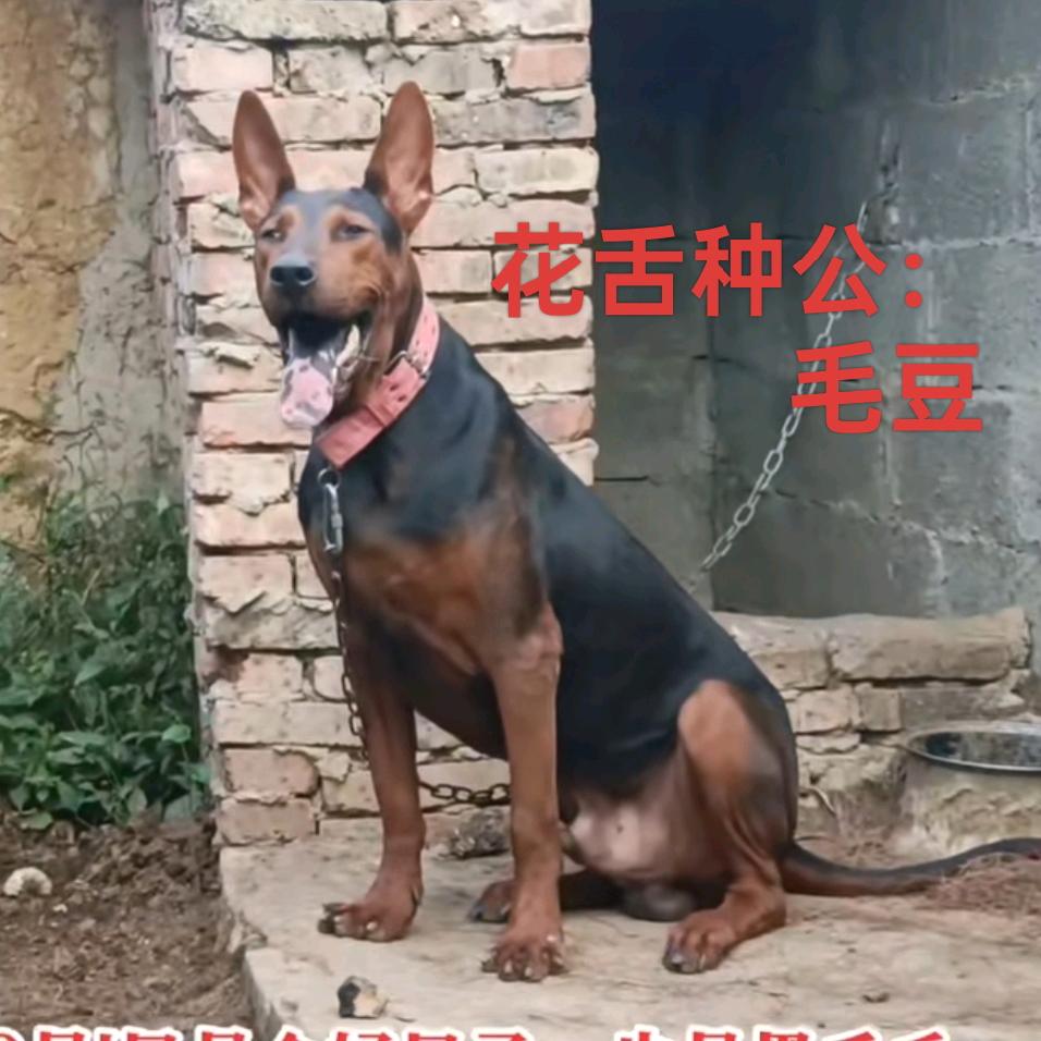狼犬养殖（莱州红）