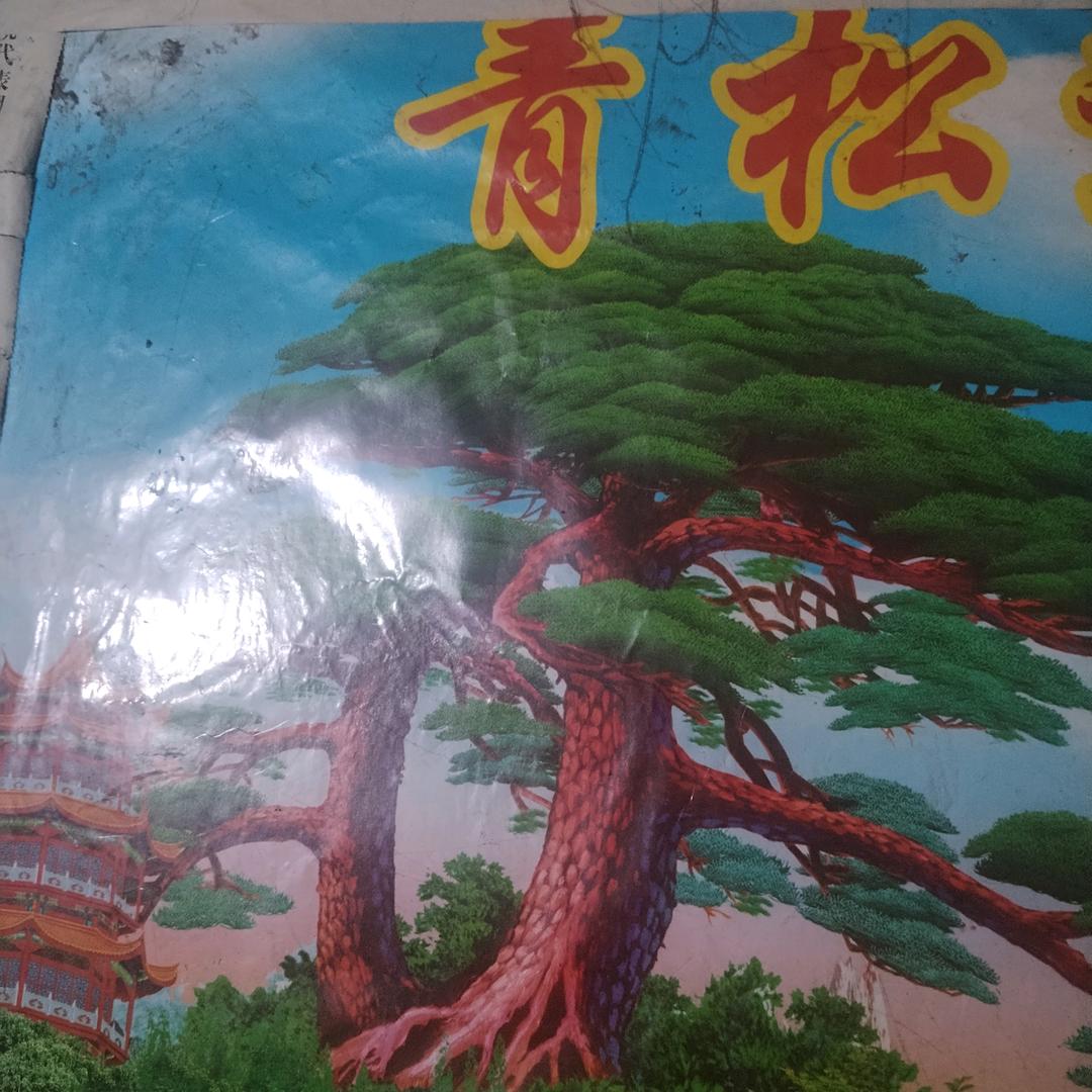 青松/