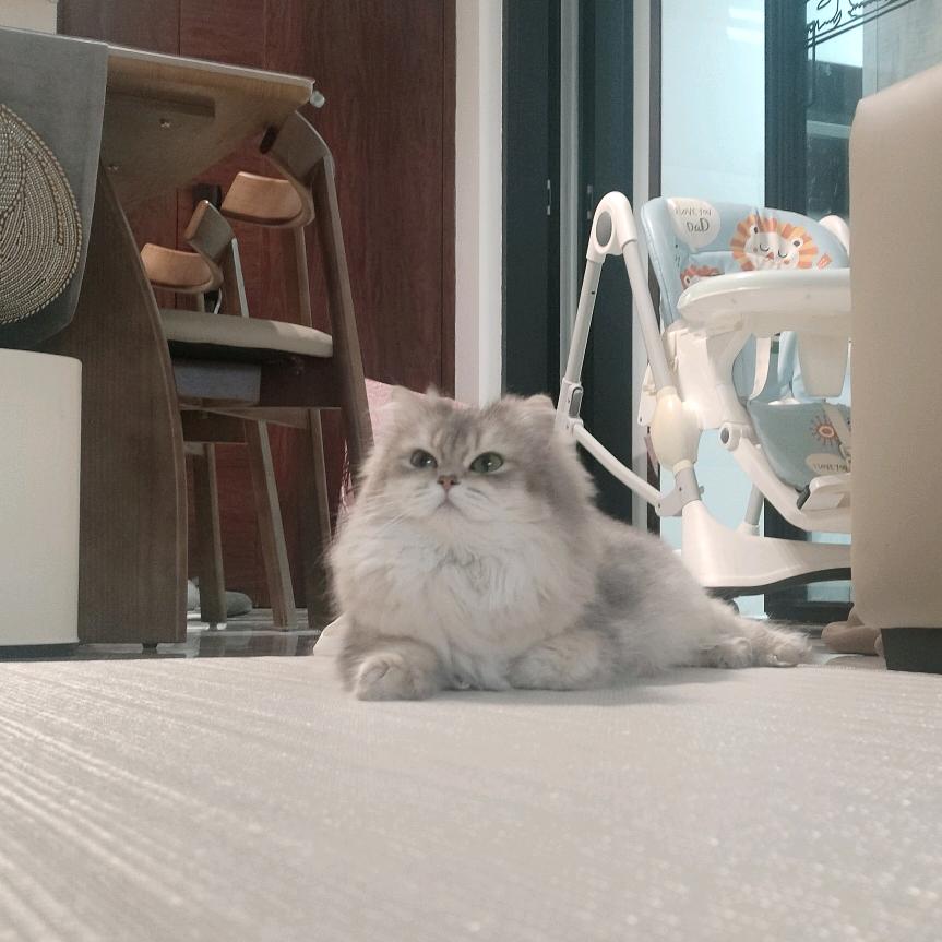 ✨哑音陌桑