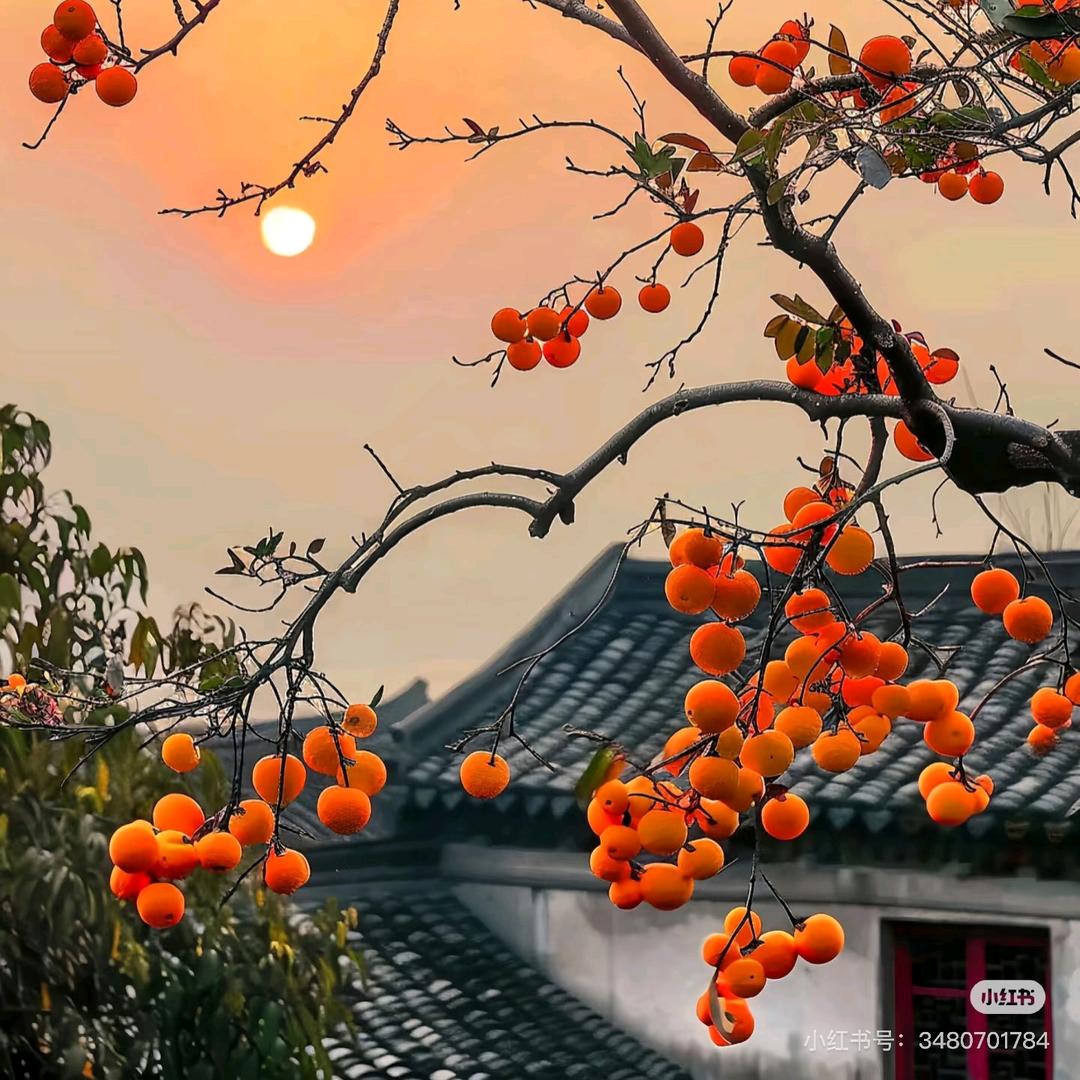 林中小花