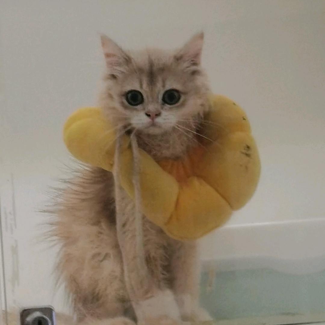 萌萌（涨粉中）