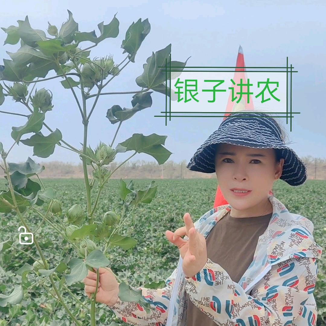 祁银银农资-银子讲农