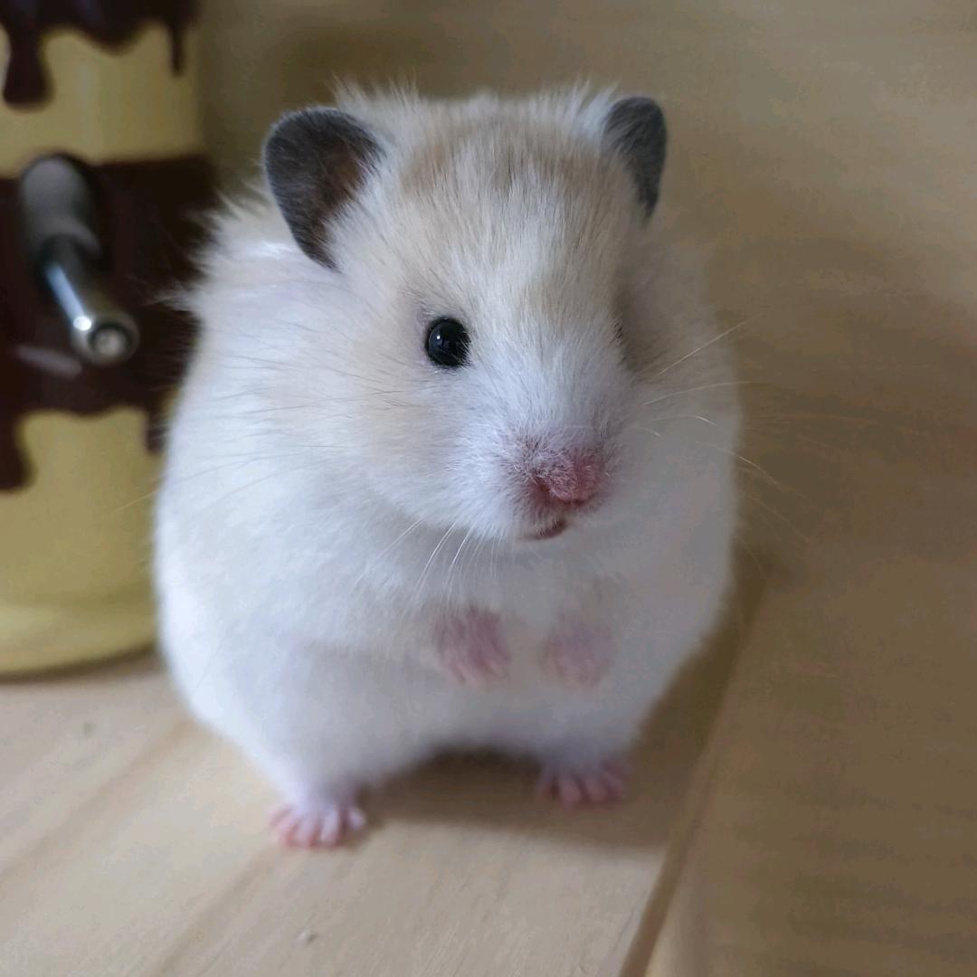 李李有好多鼠