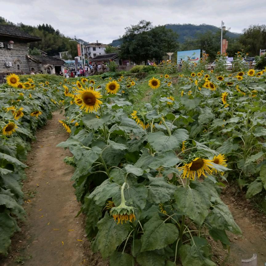 路路顺顺利利平平安安健健康康