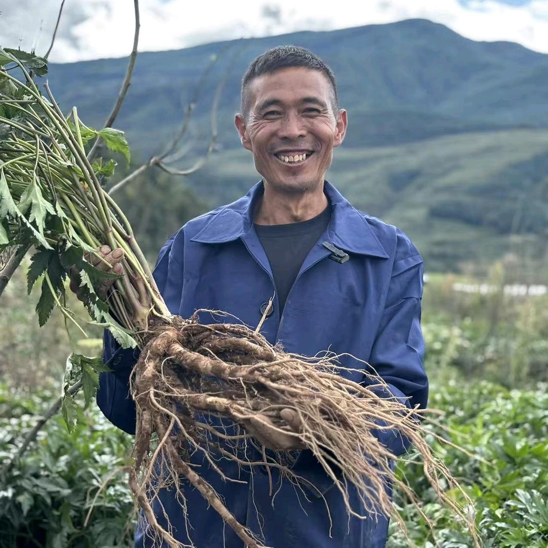 大凉山越西县甜当归