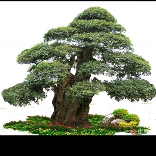 心想事成好运来了