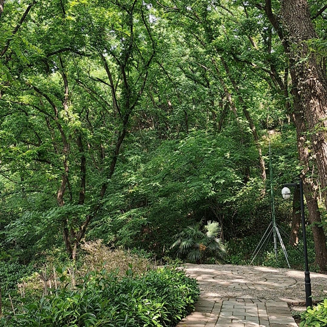 玉树临风