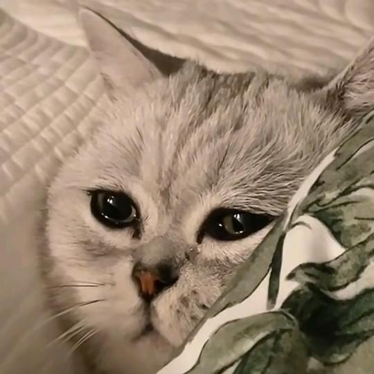 欭 惗