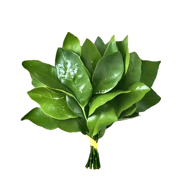 橘子味的晴天