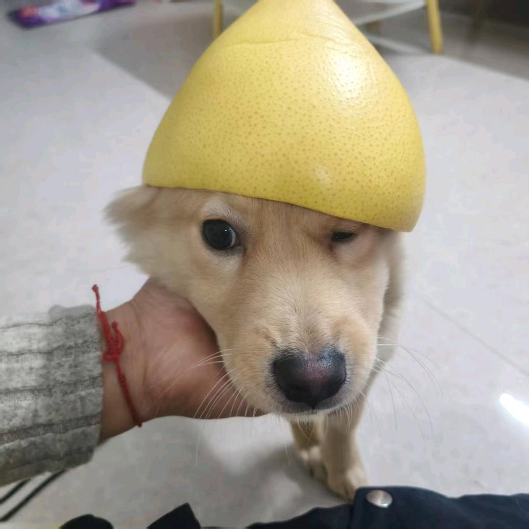 阿宝来了（外卖版）