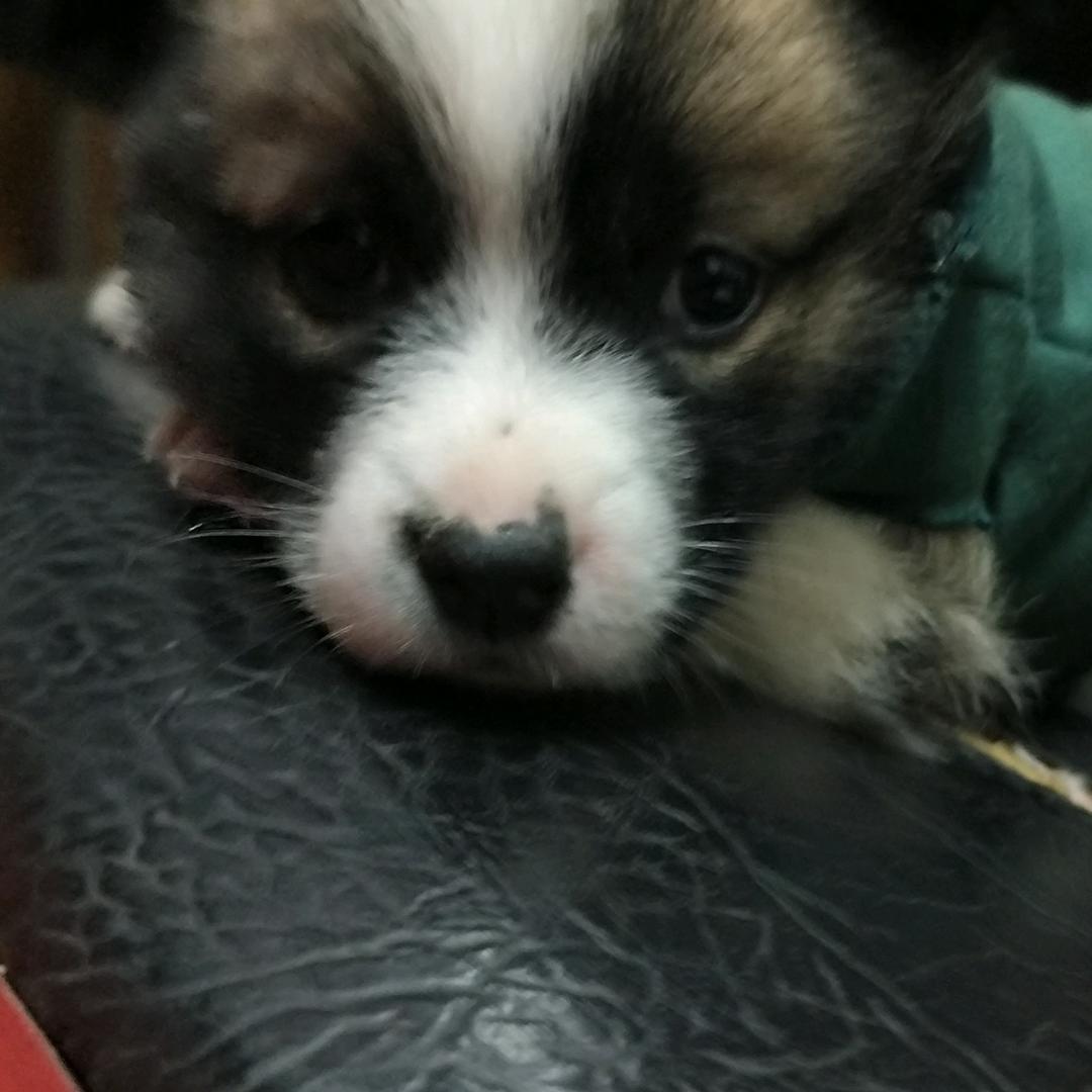 多吃汉堡